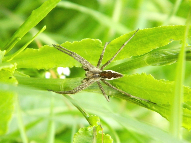 Sfilata di Pisaura sp. - Viadana (MN)